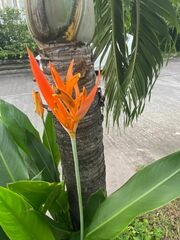 Heliconia