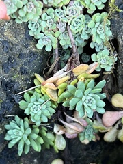 Sedum glaucophyllum