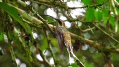 Phaethornis longirostris