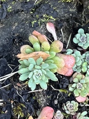 Sedum glaucophyllum