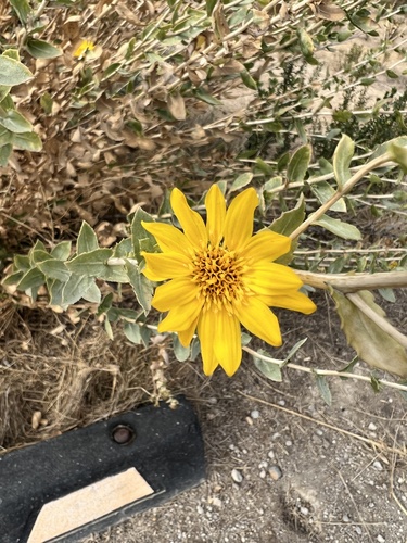 iNaturalist observation photo of Great Valley gumweed