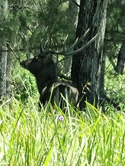 Rusa timorensis