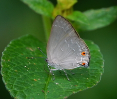 Ignata caldas