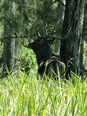 Rusa timorensis