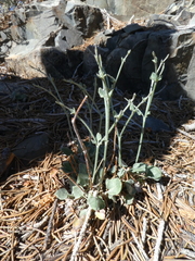 Eriogonum panamintense