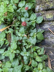 Lecanthus peduncularis