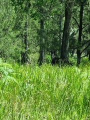 Rusa timorensis