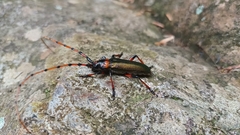 Stenaspis verticalis verticalis