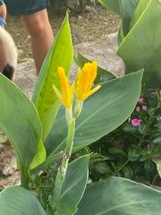 Canna flaccida