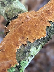 Peniophora incarnata