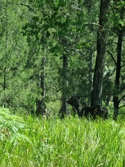 Rusa timorensis