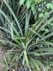Bromelia antiacantha