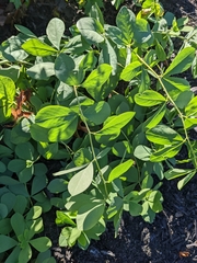 Baptisia australis