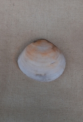 Pseudarcopagia botanica