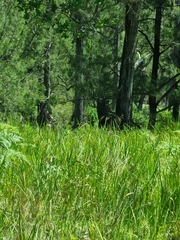 Rusa timorensis