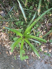 Bromelia antiacantha