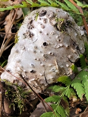 Peltigera horizontalis
