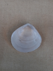 Pseudarcopagia botanica