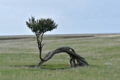 Olearia traversiorum