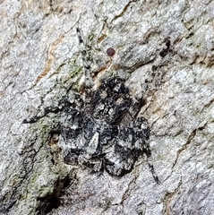 Stephanopis altifrons