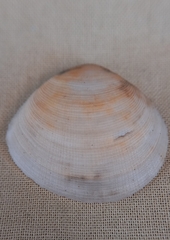 Pseudarcopagia botanica