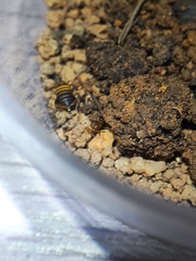 Myrmecophilidae