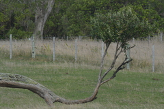 Olearia traversiorum