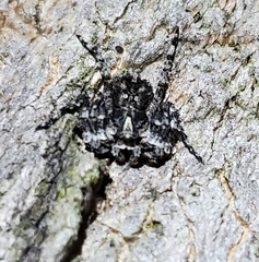 Stephanopis altifrons