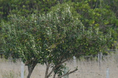Olearia traversiorum