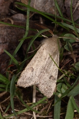 Orthosia cruda