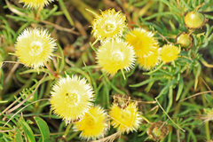 Conicosia pugioniformis