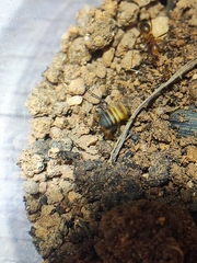 Myrmecophilidae