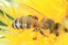 Apis mellifera capensis