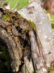 Peltigera horizontalis