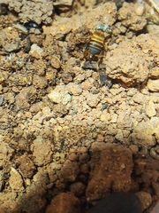 Myrmecophilidae