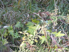 Arnoglossum atriplicifolium
