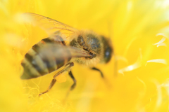 Apis mellifera capensis