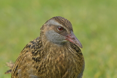 Gallirallus australis hectori