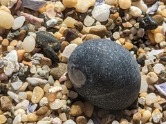 Nerita melanotragus