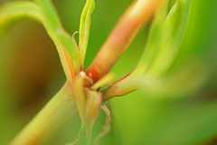 Conicosia pugioniformis