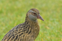 Gallirallus australis hectori