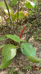 Acalypha hispida