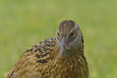 Gallirallus australis hectori