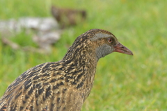Gallirallus australis hectori
