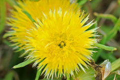 Conicosia pugioniformis