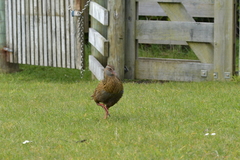 Gallirallus australis hectori