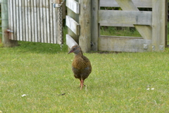 Gallirallus australis hectori
