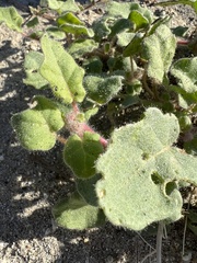 Abronia villosa villosa