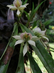 Prosthechea