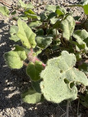 Abronia villosa villosa